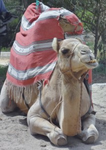Camel Taxi Service in Tangier