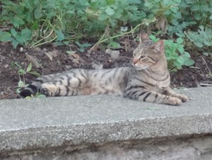 Stray cats in Istanbul