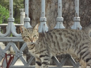 Stray cats in Istanbul