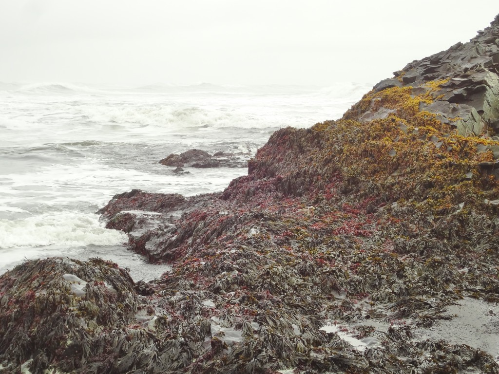 Rocky coastline in Iceland