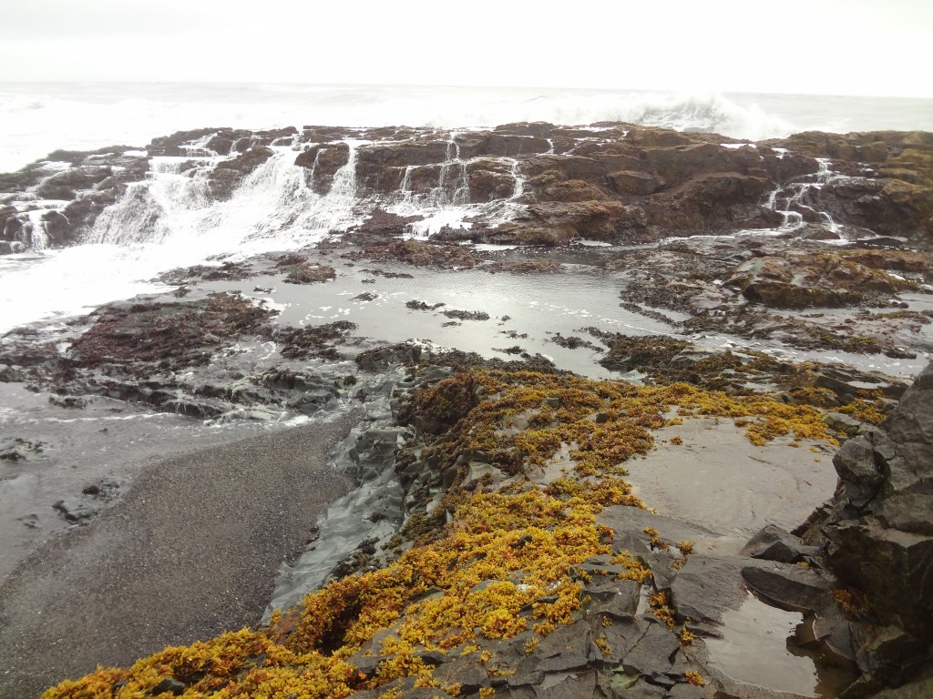 Rocky coastline in Iceland