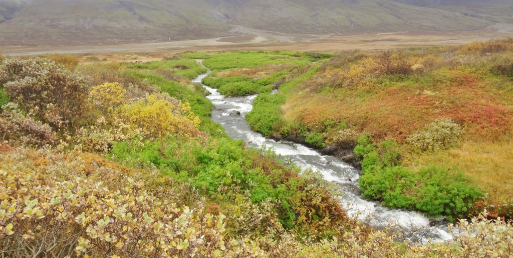 Rare trees in Iceland