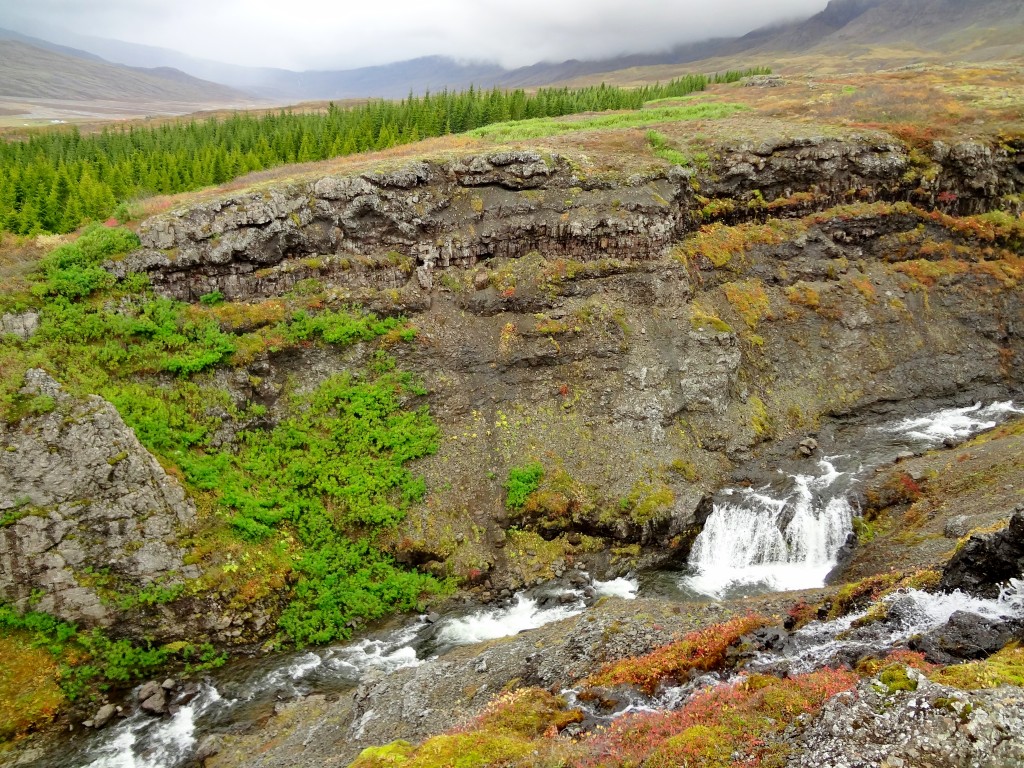 Rare trees in Iceland