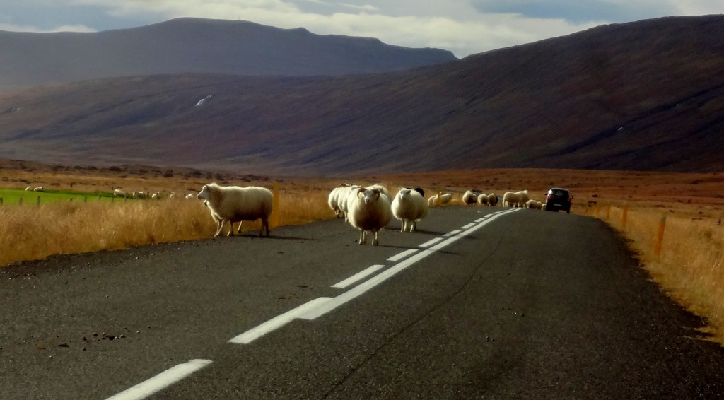 Just some sheep on the ring road