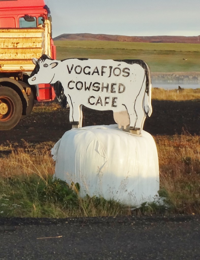 The freshest milk ever - Vogafjos Cowshed Cafe