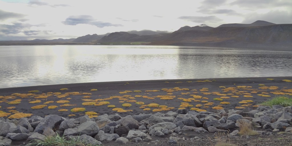 Part of the shoreline in Northern Iceland