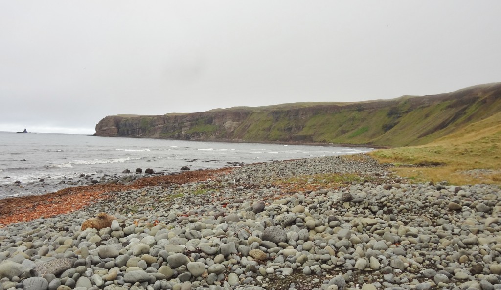 Northern coastline in Iceland