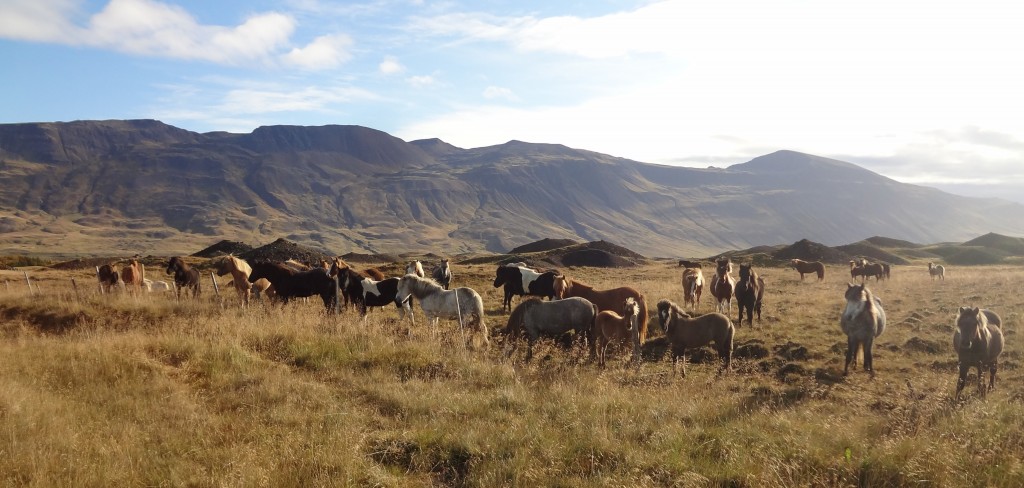 Horses in Iceland