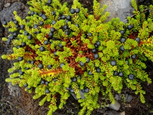 Plants along the ring road