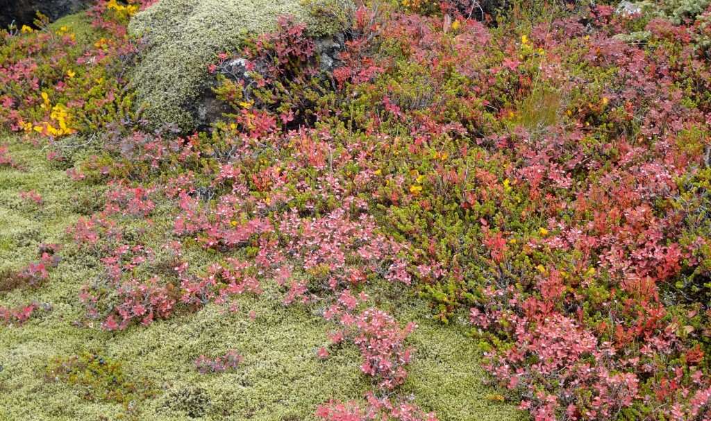 Moss and plants along the ring road