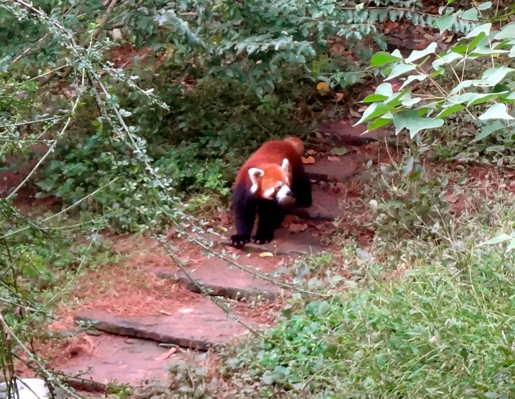 The Panda Research and Breeding Center