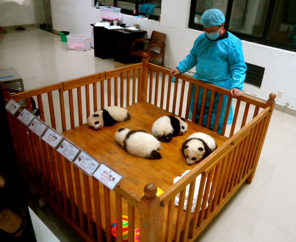 The Panda Research and Breeding Center