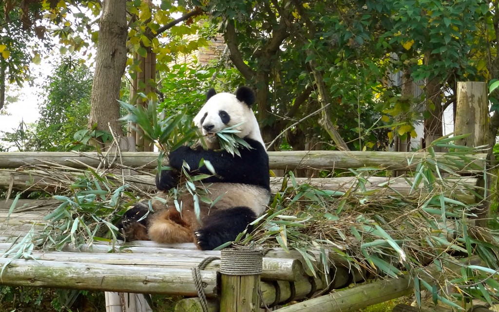 The Panda Research and Breeding Center