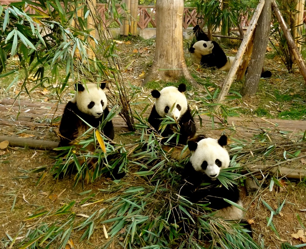 The Panda Research and Breeding Center