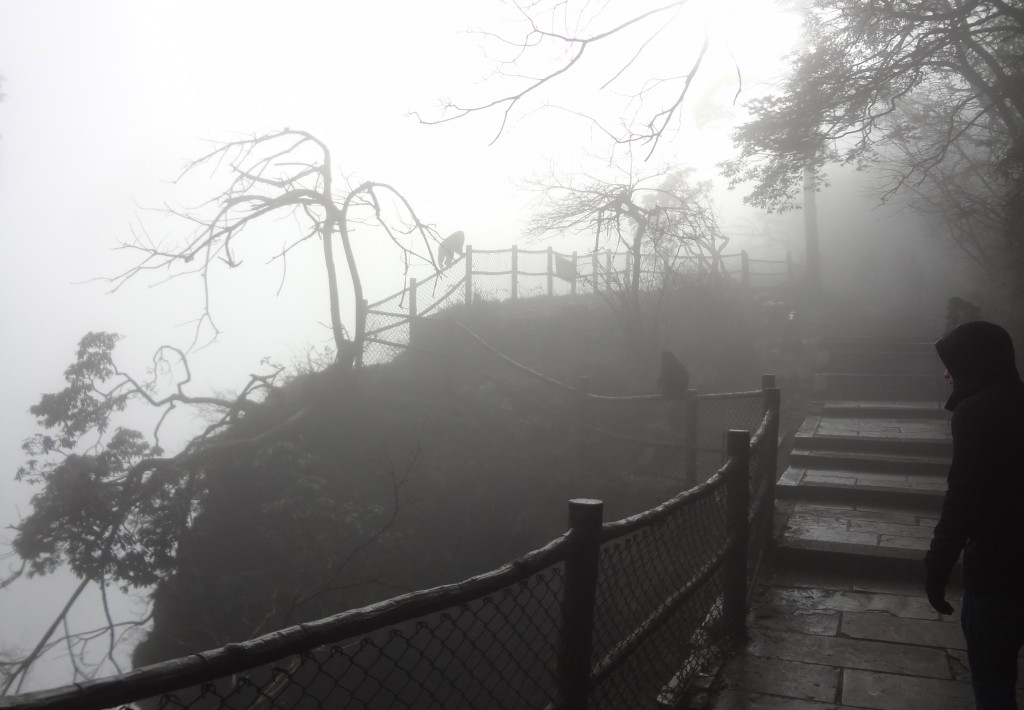 Monkeys on Mount Emei Shan