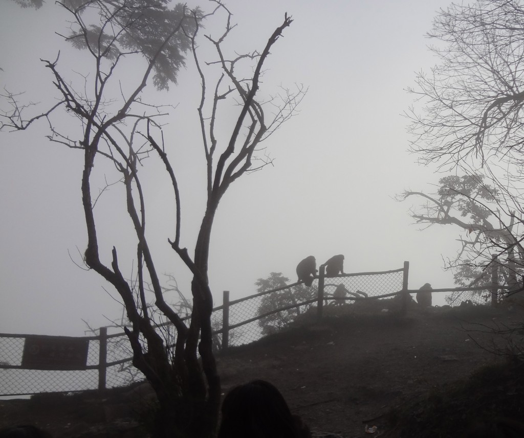 Monkeys on Mount Emei Shan