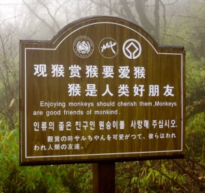 Monkeys on Mount Emei Shan