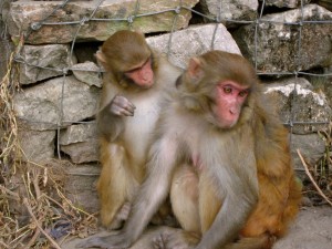 Monkey Temple in Kathmandu