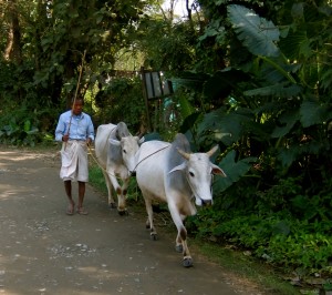 Three day tour in Chitwan National Park...