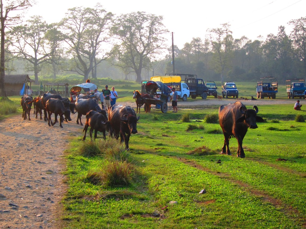 Water Buffalo in Chitwan National Park