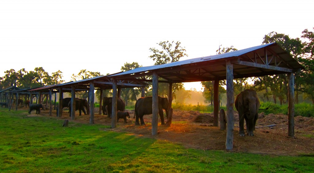 Elephant Breeding Center - Chitwan National Park