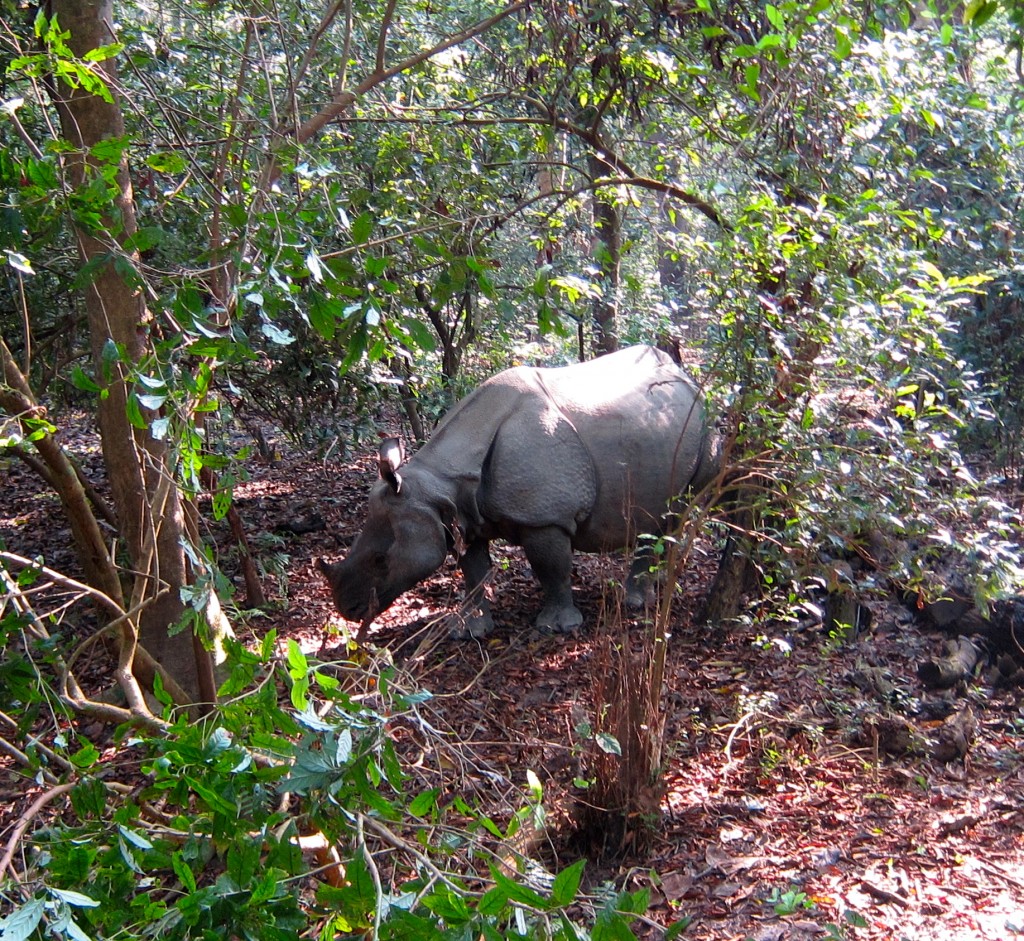 Rhinos in Chitwan National Park