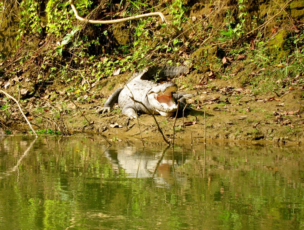 Crocodiles in Chitwan National Park