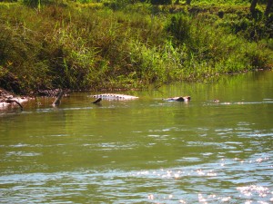 Crocodiles in Chitwan National Park
