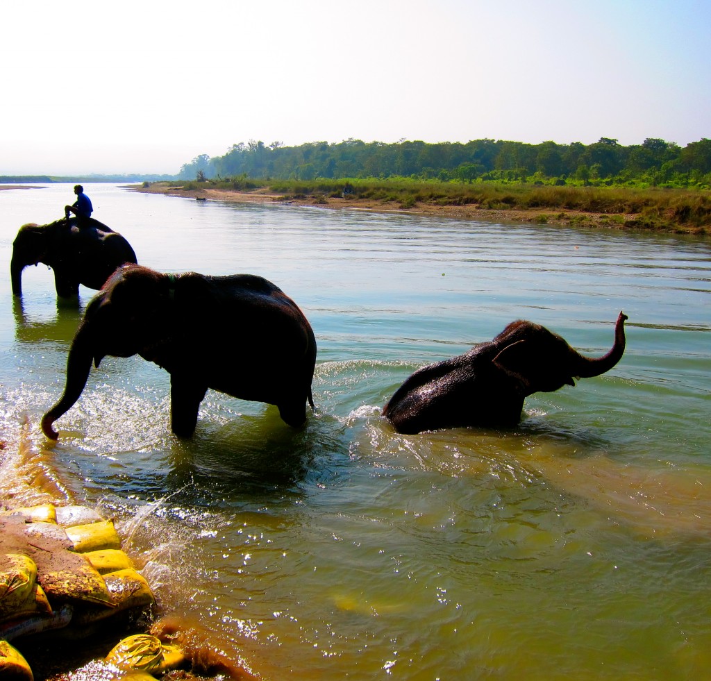 Elephant Bathing in Chitwan National Park...