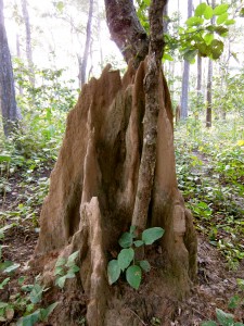 Termite Mound in Chitwan National Park