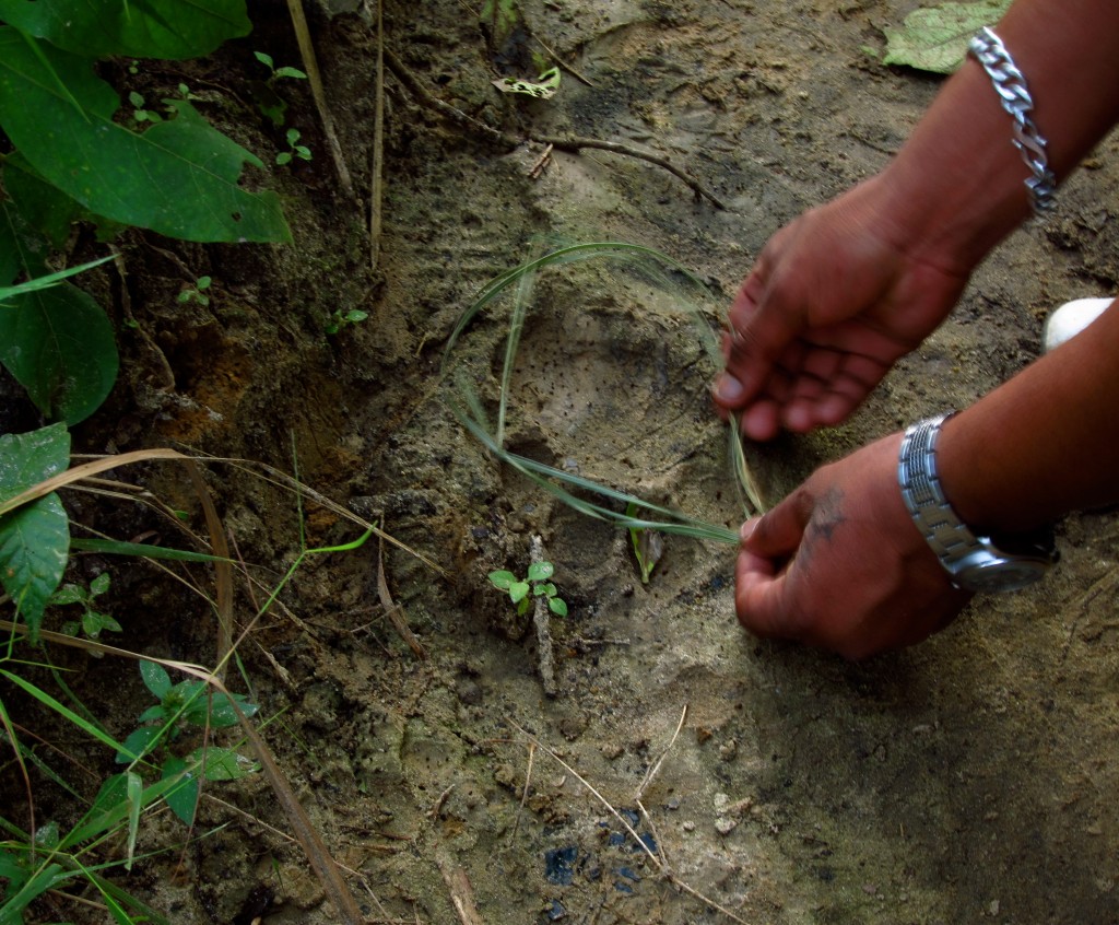 Tigers in Chitwan National Park!