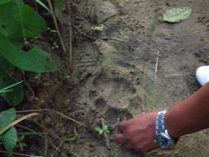 Tigers in Chitwan National Park!