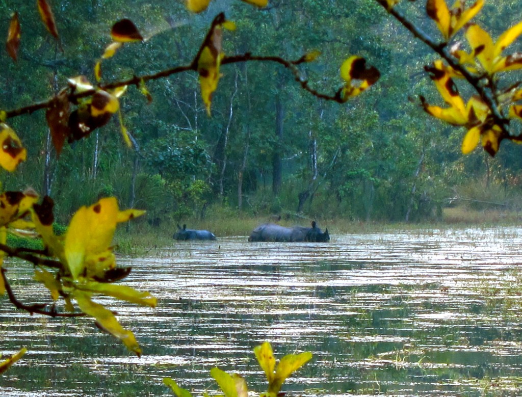 Rhinos in Chitwan National Park