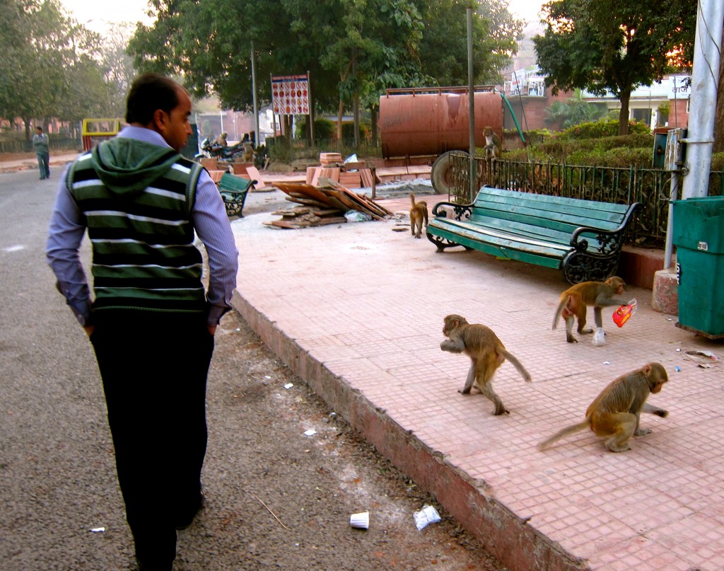 Monkeys at the Taj Mahal