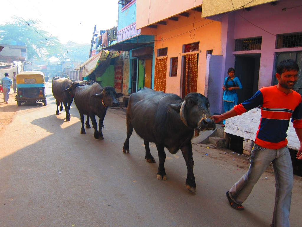 Backpacking in India! The Land of Possibiilties 