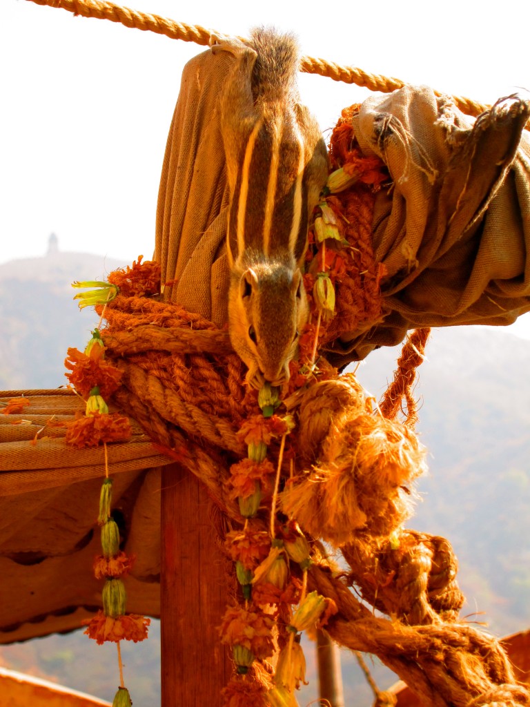 The Amber Fort - Jaipur