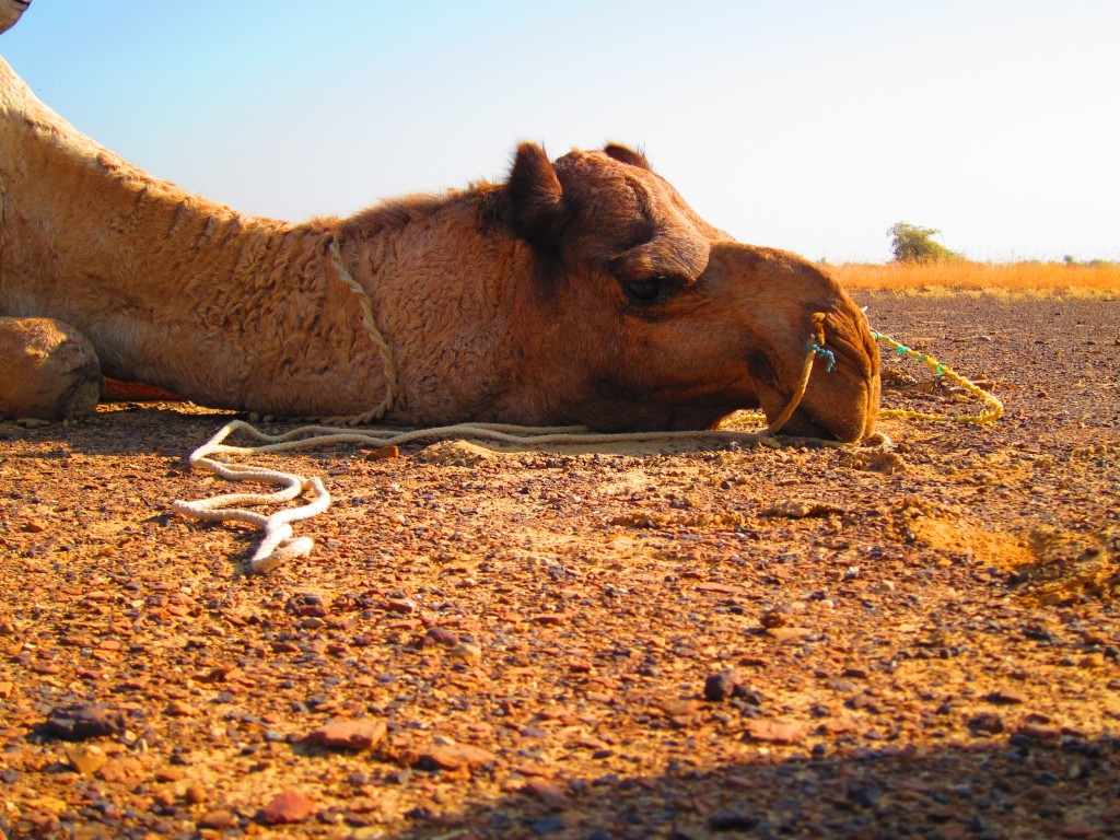 Travel from Jaipur to Jaisalmer