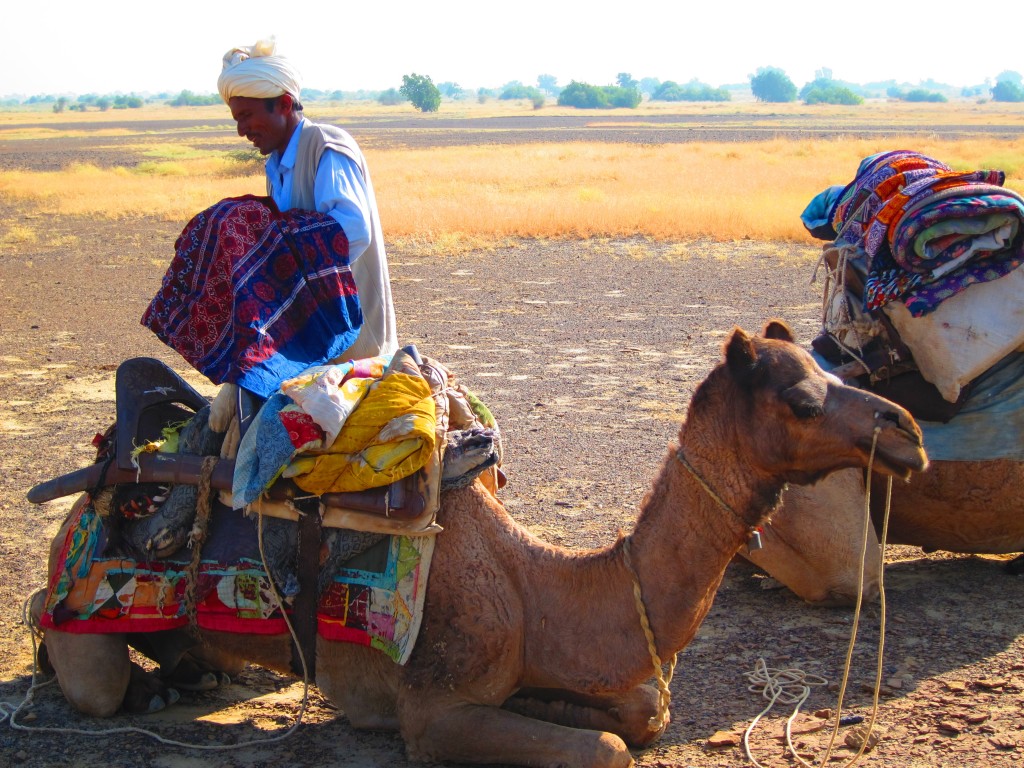 Loading up the camels for the desert safari