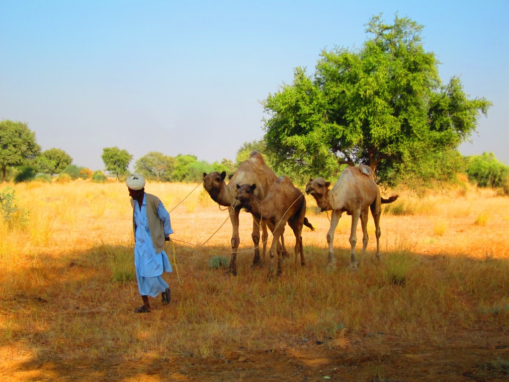 Rounding up the camels