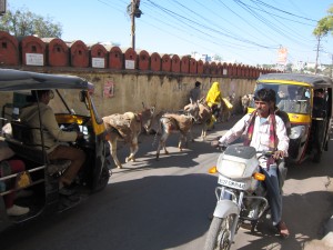 Udaipur - The Venice of India 