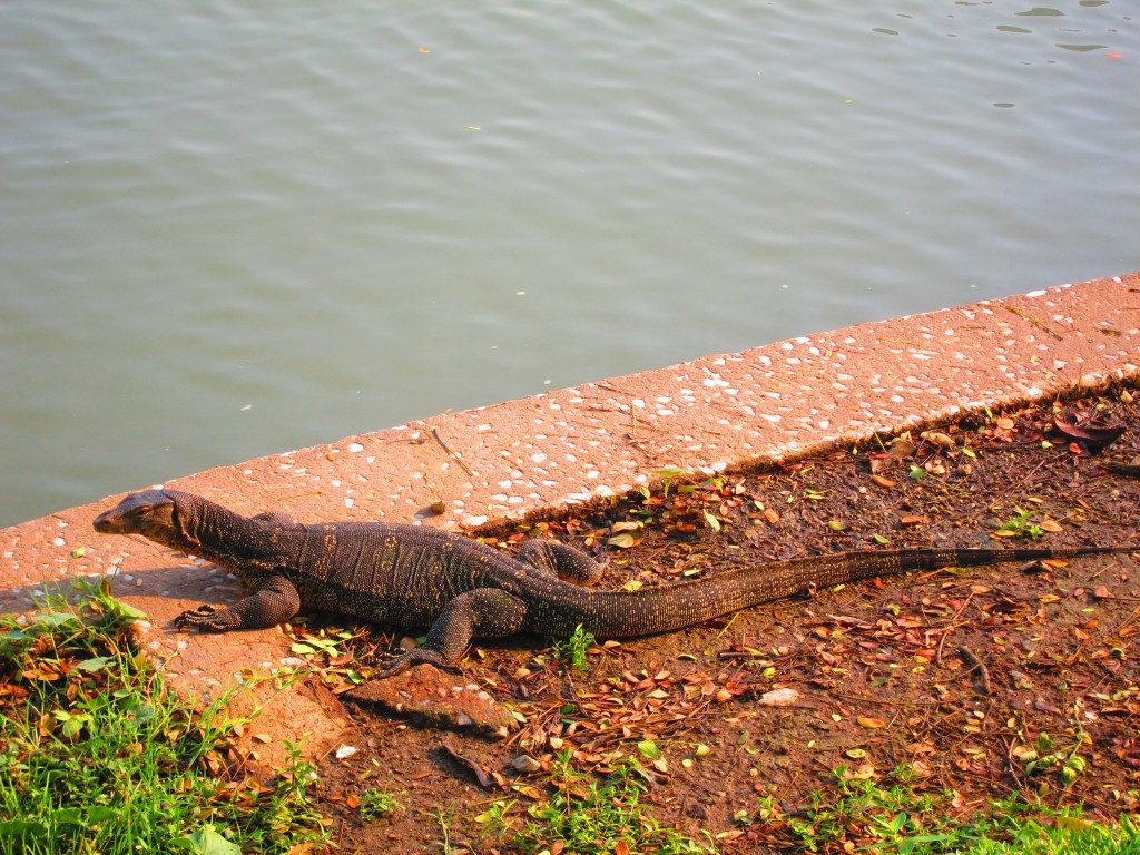 Wild Iguanas in Bangkok