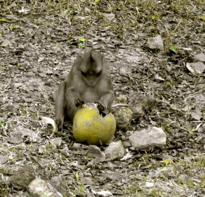 Monkeys in Siem Reap