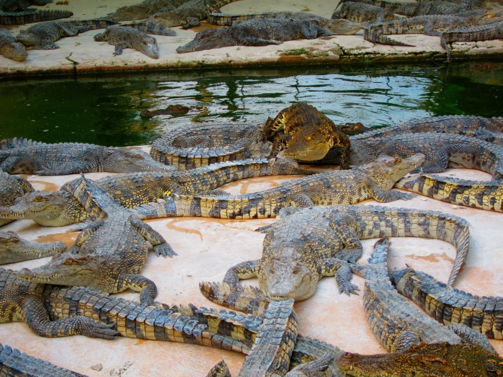 Crocodile farm in Siem Reap