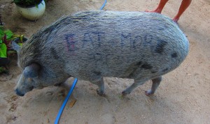 My Missing flop in Ko Phangan