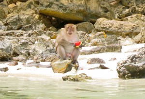 Monkeys & Beaches of Krabi, Thailand