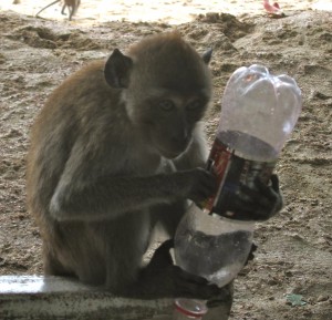 Monkeys & Beaches of Krabi, Thailand