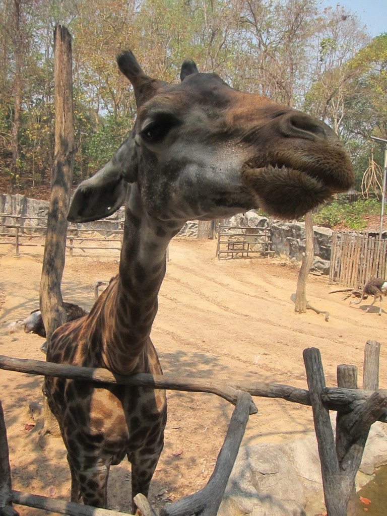 A day visit to the Chiang Mai Zoo