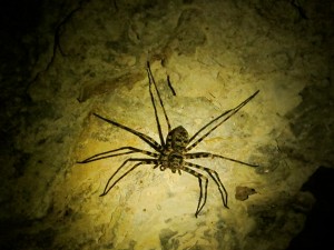 Phu Kham Cave in Laos