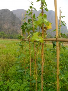 Volunteering at SAELAO in Nathong, Laos