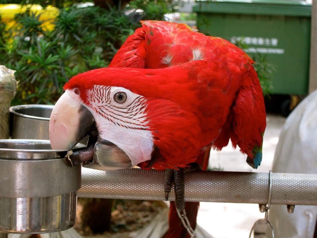 'Bird Street' in Hong Kong